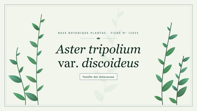 Aster tripolium var. discoideus Planche botanique stylisée d’Aster tripolium var. discoideus, famille des Asteraceae