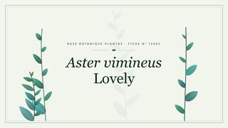 Planche botanique stylisée d’Aster vimineus Lovely