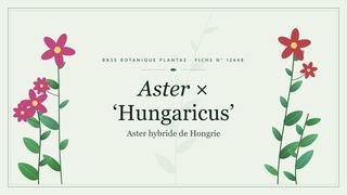 Planche botanique stylisée d’Aster × ‘Hungaricus’ (Aster hybride de Hongrie)