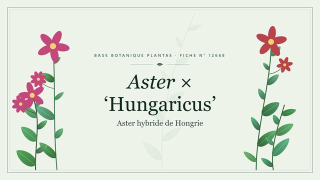 Aster × hungaricus : guide complet Planche botanique stylisée d’Aster × ‘Hungaricus’ (Aster hybride de Hongrie)