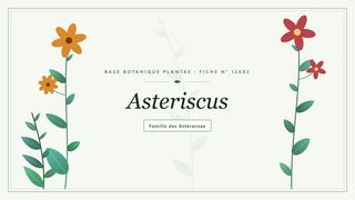 Planche botanique stylisée d’Asteriscus, famille des Asteraceae