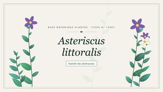 Planche botanique stylisée d’Asteriscus littoralis, famille des Astéracées