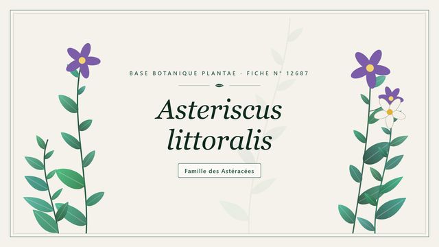 Asteriscus littoralis : points clés Planche botanique stylisée d’Asteriscus littoralis, famille des Astéracées