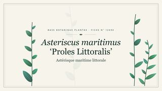 Planche botanique stylisée d’Asteriscus maritimus ‘Proles Littoralis’ (Astérisque maritime littorale)