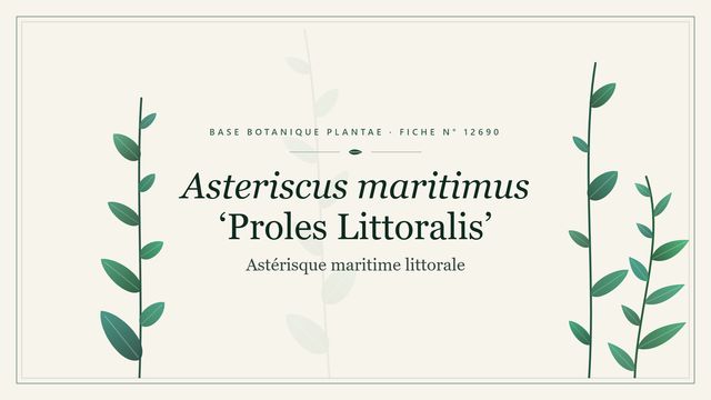 Asteriscus maritimus proles littoralis Planche botanique stylisée d’Asteriscus maritimus ‘Proles Littoralis’ (Astérisque maritime littorale)