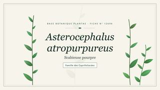 Planche botanique stylisée d’Asterocephalus atropurpureus (Scabieuse pourpre), famille des Caprifoliacées