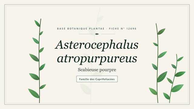 Asterocephalus atropurpureus : panorama Planche botanique stylisée d’Asterocephalus atropurpureus (Scabieuse pourpre), famille des Caprifoliacées