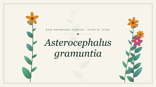 Asterocephalus gramuntia : fiche descriptive et taxonomie Planche botanique stylisée d’Asterocephalus gramuntia