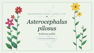 Planche botanique stylisée d’Asterocephalus pilosus (Scabieuse poilue), famille des Caprifoliacées