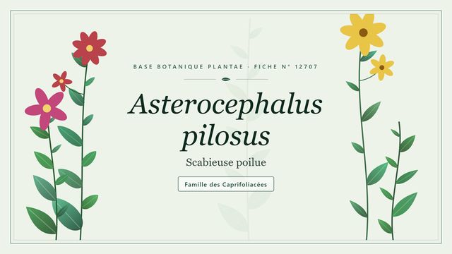 Asterocephalus pilosus : guide complet Planche botanique stylisée d’Asterocephalus pilosus (Scabieuse poilue), famille des Caprifoliacées