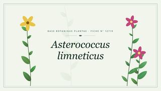 Planche botanique stylisée d’Asterococcus limneticus