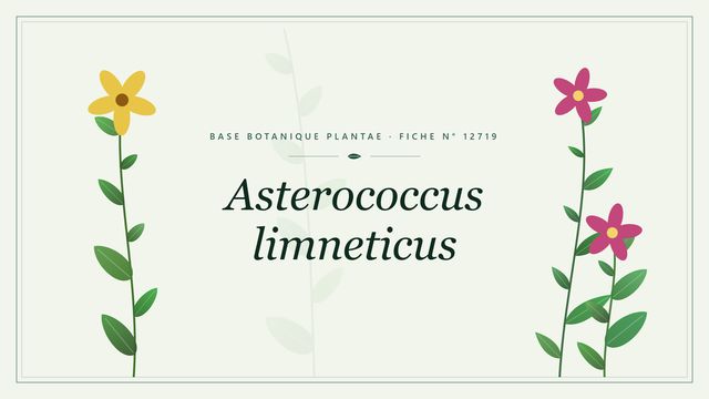 Asterococcus limneticus : comment s'y retrouver Planche botanique stylisée d’Asterococcus limneticus
