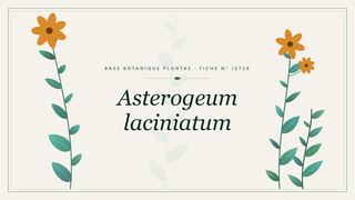 Planche botanique stylisée d’Asterogeum laciniatum