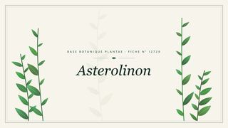 Planche botanique stylisée d’Asterolinon