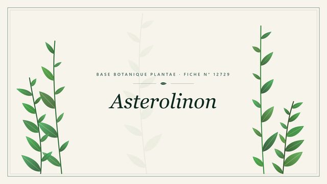 Asterolinon : fiche descriptive et taxonomie Planche botanique stylisée d’Asterolinon