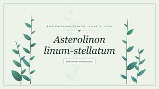 Planche botanique stylisée d’Asterolinon linum-stellatum, famille des Primulaceae