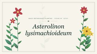 Planche botanique stylisée d’Asterolinon lysimachioideum