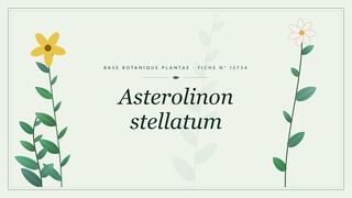 Planche botanique stylisée d’Asterolinon stellatum