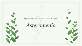 Planche botanique stylisée d’Asteromenia