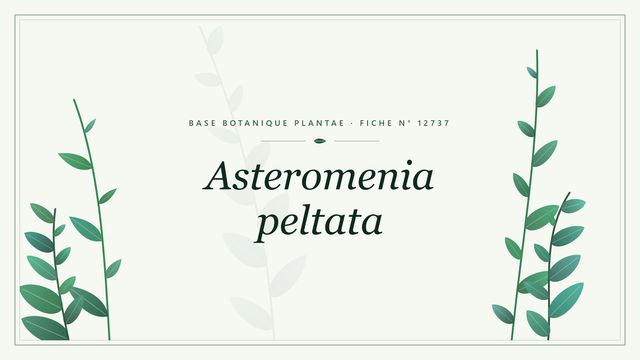 Asteromenia peltata : algue rouge marine des eaux chaudes Planche botanique stylisée d’Asteromenia peltata