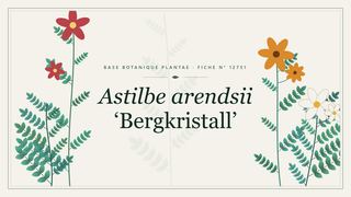 Planche botanique stylisée d’Astilbe arendsii ‘Bergkristall’