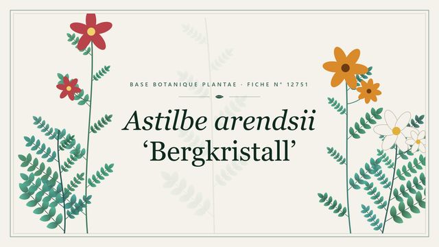 Astilbe arendsii bergkristall : fiche descriptive et taxonomie Planche botanique stylisée d’Astilbe arendsii ‘Bergkristall’