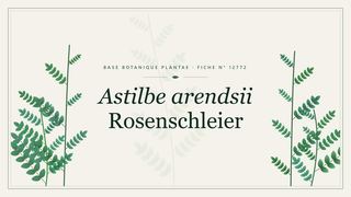 Planche botanique stylisée d’Astilbe arendsii Rosenschleier