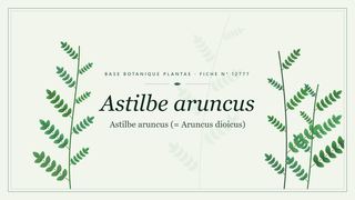 Planche botanique stylisée d’Astilbe aruncus (Astilbe aruncus (= Aruncus dioicus))