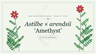 Planche botanique stylisée d’Astilbe × arendsii ‘Amethyst’, famille des Saxifragacées