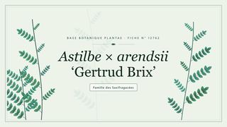 Planche botanique stylisée d’Astilbe × arendsii ‘Gertrud Brix’, famille des Saxifragacées