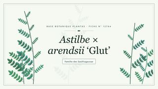 Planche botanique stylisée d’Astilbe × arendsii ‘Glut’, famille des Saxifragaceae