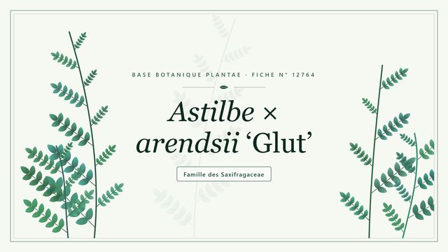 Astilbe arendsii glut : ce qu'il faut savoir Planche botanique stylisée d’Astilbe × arendsii ‘Glut’, famille des Saxifragaceae