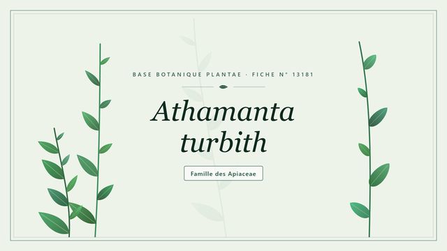 Athamanta turbith : ce qu'il faut savoir Planche botanique stylisée d’Athamanta turbith, famille des Apiaceae