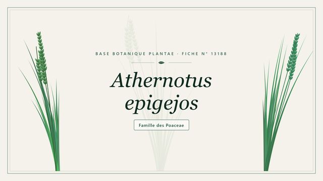 Athernotus epigejos : points clés Planche botanique stylisée d’Athernotus epigejos, famille des Poaceae