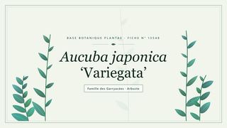 Planche botanique stylisée d’Aucuba japonica ‘Variegata’, famille des Garryacées
