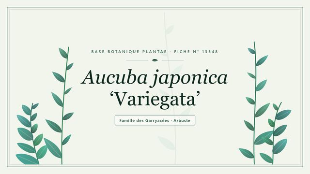 Aucuba japonica variegata : tout comprendre Planche botanique stylisée d’Aucuba japonica ‘Variegata’, famille des Garryacées
