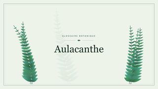 Illustration botanique stylisée du terme « Aulacanthe » du glossaire