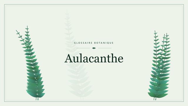 Définition de « aulacanthé » en botanique Illustration botanique stylisée du terme « Aulacanthe » du glossaire