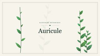 Illustration botanique stylisée du terme « Auricule » du glossaire