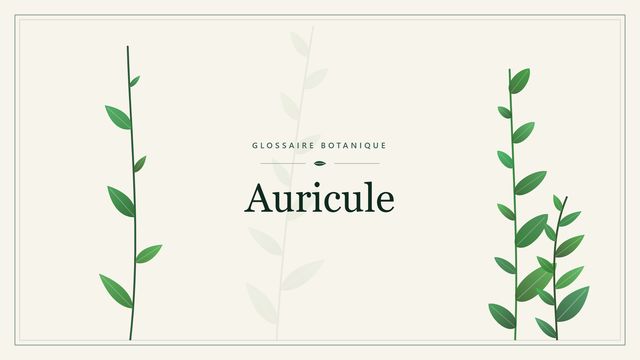 Auricule : l'oreillette de la feuille en botanique Illustration botanique stylisée du terme « Auricule » du glossaire