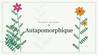 Illustration botanique stylisée du terme « Autapomorphique » du glossaire