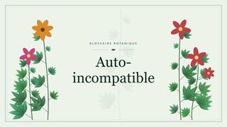 Illustration botanique stylisée du terme « Auto-incompatible » du glossaire
