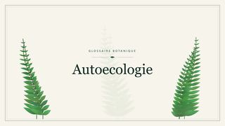 Illustration botanique stylisée du terme « Autoecologie » du glossaire