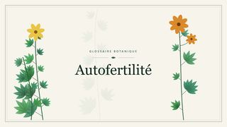 Illustration botanique stylisée du terme « Autofertilité » du glossaire