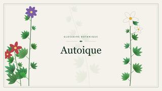 Illustration botanique stylisée du terme « Autoique » du glossaire