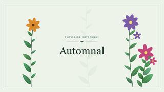 Illustration botanique stylisée du terme « Automnal » du glossaire