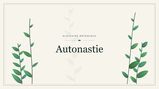 Illustration botanique stylisée du terme « Autonastie » du glossaire