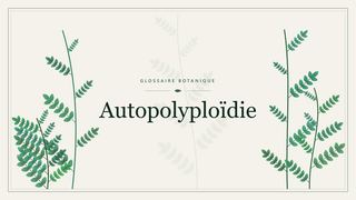 Illustration botanique stylisée du terme « Autopolyploïdie » du glossaire