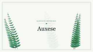 Illustration botanique stylisée du terme « Auxese » du glossaire