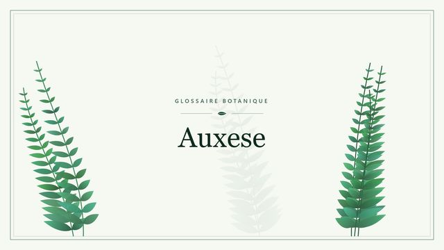 Auxese : la croissance des plantes par extension cellulaire Illustration botanique stylisée du terme « Auxese » du glossaire